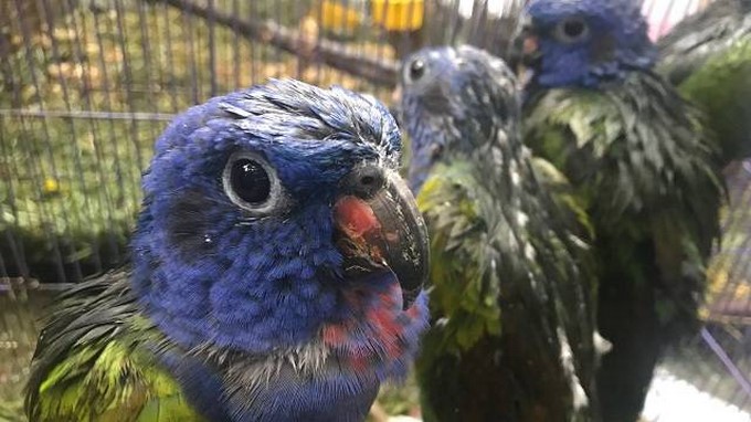 Liberaron 103 aves que habían sido víctimas de tráfico de fauna en Bogotá