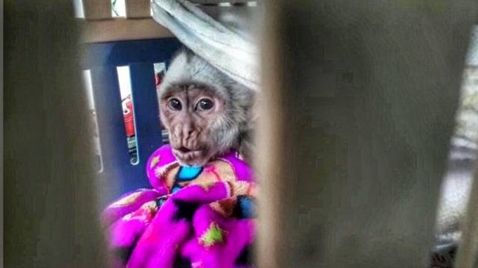 FOTOS: Incautaron un mono cariblanco en Bogotá. Una mujer lo tenía como mascota