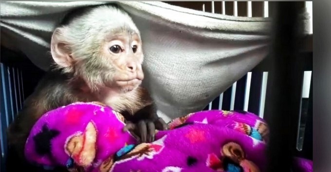 Incautaron un mono cariblanco en Bogotá. Una mujer lo tenía como mascota