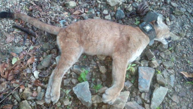 En Briceño encontraron muerto a puma rescatado en barrio de Manizales