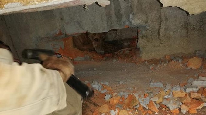 Así fue el rescate de 'Rambo', un perrito que quedó atrapado entre dos edificaciones en el Meta