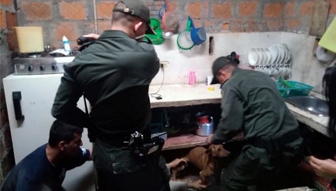 Así fue el rescate de 'Rambo', un perrito que quedó atrapado entre dos edificaciones en el Meta