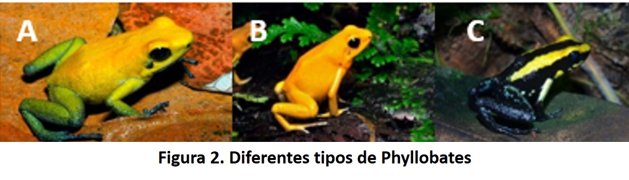 Ranas Venenosas 14 ranas2