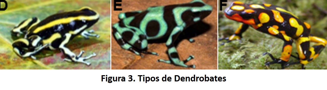 Ranas Venenosas 15 ranas3