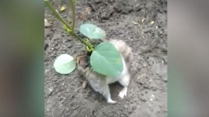 EN VIDEO: Encontraron una rata a la que le crecía una planta en su espalda