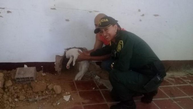 Rescataron a gatico que quedó atrapado entre dos paredes en Norte de Santander
