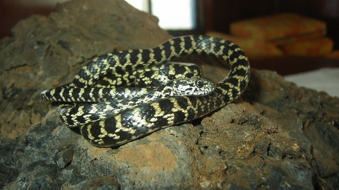 Descubren tres nuevas especies de serpientes en Galápagos