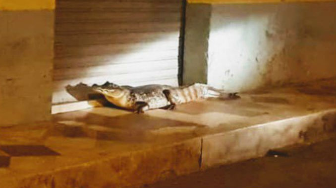 FOTOS: Dos babillas aparecieron en zona urbana de Caucasia