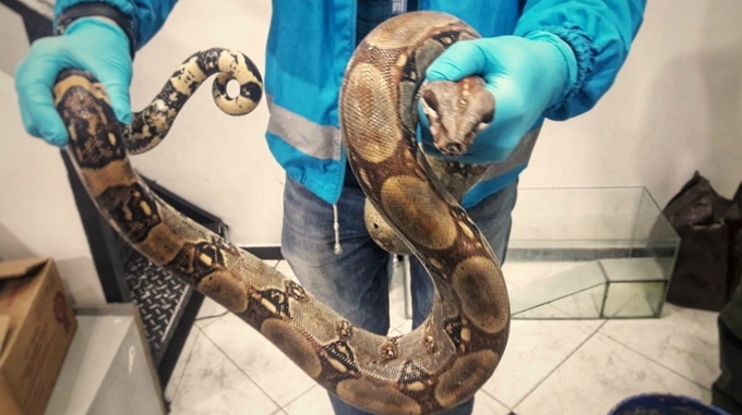 Fotos: ¡Tremendo susto!, conductor de bus en Bogotá se encontró una boa en el motor de su vehículo