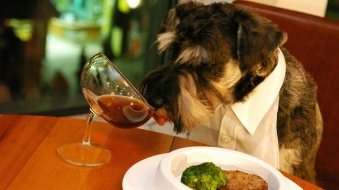 Peñalosa propuso que los restaurantes tengan el permiso de aceptar comensales con su mascota, si así lo desean