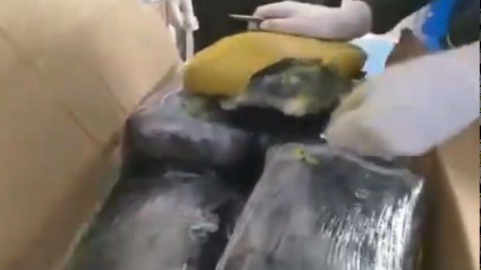 VIDEO: Desde Cali venían 25 kilos de marihuana con destino a Envigado 1 Marihuana_1