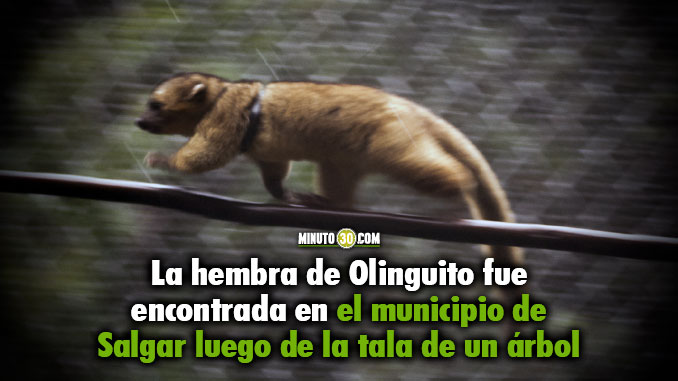 VIDEO Y FOTOS: Paso a paso, así fue la liberación de una hembra de Olinguito en el municipio de Jardín