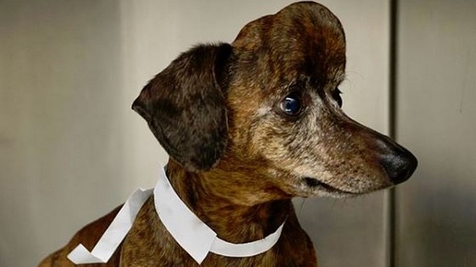 FOTO: Le salvaron la vida con impresión 3D a un perrito que agonizaba