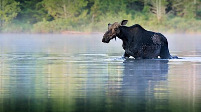 Un hermoso alce murió ahogado mientras intentaba huir de curiosos que querían tomarle fotos