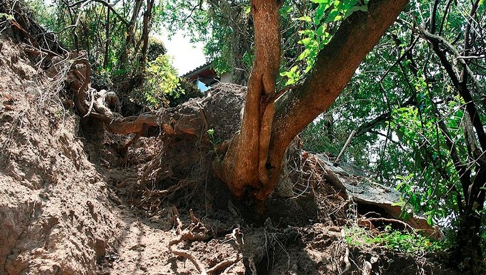 Existe un lenguaje secreto que permite a los árboles crear todo un ecosistema