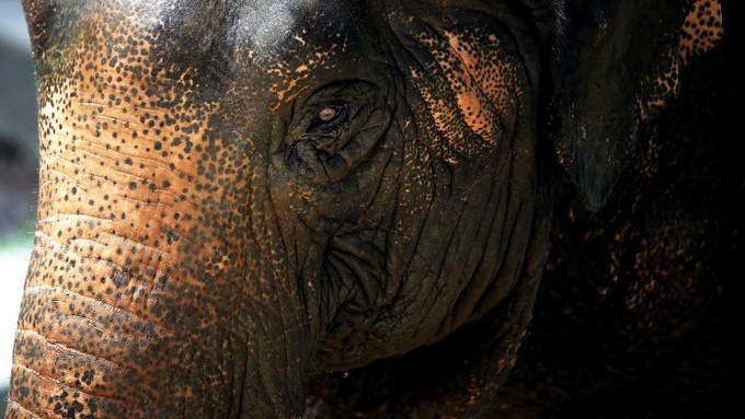 Hallan unos cien elefantes asesinados por cazadores furtivos