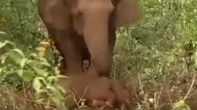 Este vídeo te romperá el corazón: Mamita elefante intentó revivir a su cría muerta durante 24 horas