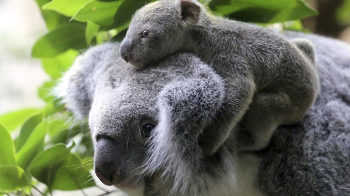 La tala de árboles puede acabar con los koalas del este de Australia en 2050