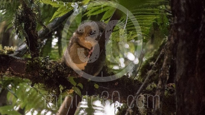 Hembra de Olinguito liberada en Jardín será monitoreada para conocer más sobre su comportamiento