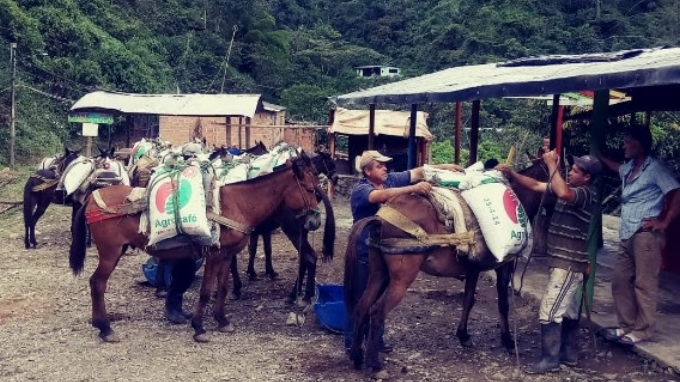 A lomo de mula llegaron 300 bultos de fertilizantes para mejorar la producción de los caficultores 1 lomo de mula