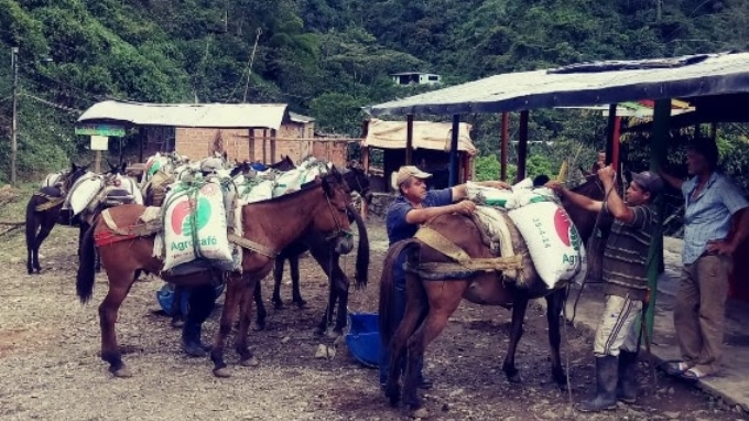 A lomo de mula llegaron 300 bultos de fertilizantes para mejorar la producción de los caficultores