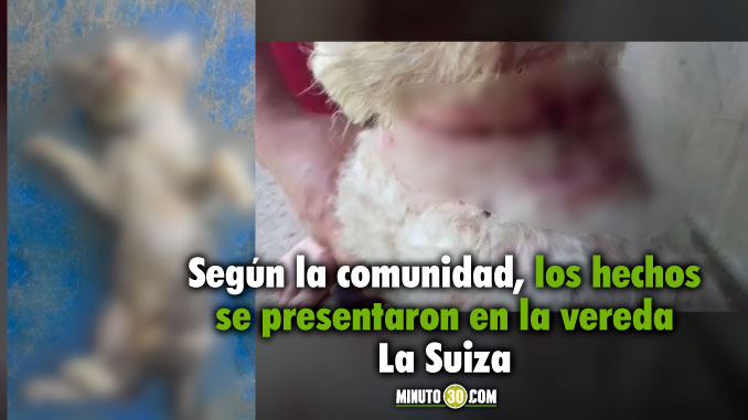 Denuncian casos atroces de maltrato animal en San Sebastián de Palmitas