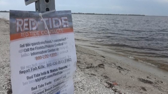 La marea roja ha dejado un centenar de manatíes y delfines muertos en Florida