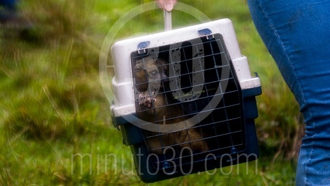 Paso a paso, así fue la liberación de una hembra de Olinguito en el municipio de Jardín