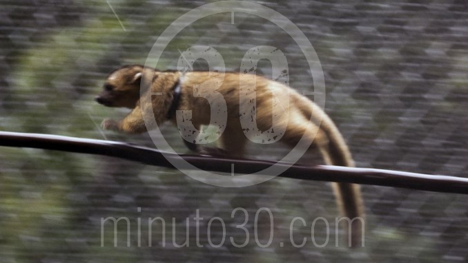 Paso a paso, así fue la liberación de una hembra de Olinguito en el municipio de Jardín