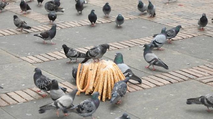 FOTOS: Advierten que alimentar a las palomas en la Plaza de Bolívar está generando sobrepoblación