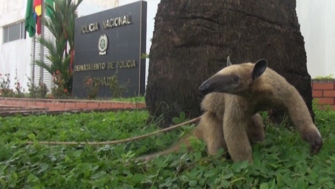 Policía rescató a oso palmero en Vichada que iba a ser asesinado por la comunidad