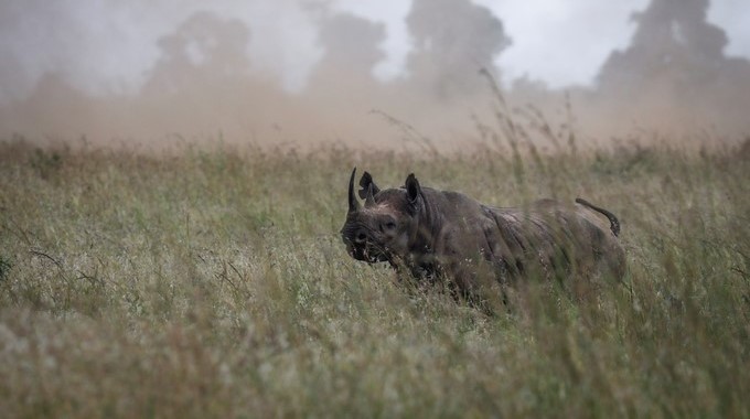 Un rinoceronte negro aplastó a un hombre en un parque nacional en Kenia