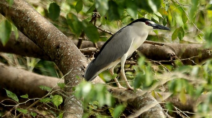 Un pájaro fue registrado durante un recorrido turístico por el río Magdalena, en los alrededores del municipio de Villavieja (departamento de Huila, Colombia). EFE