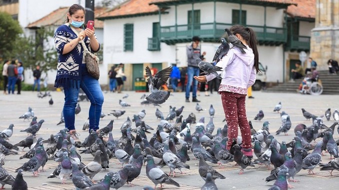 Las medidas del Distrito para controlar la sobrepoblación de palomas en la Plaza de Bolívar en Bogotá