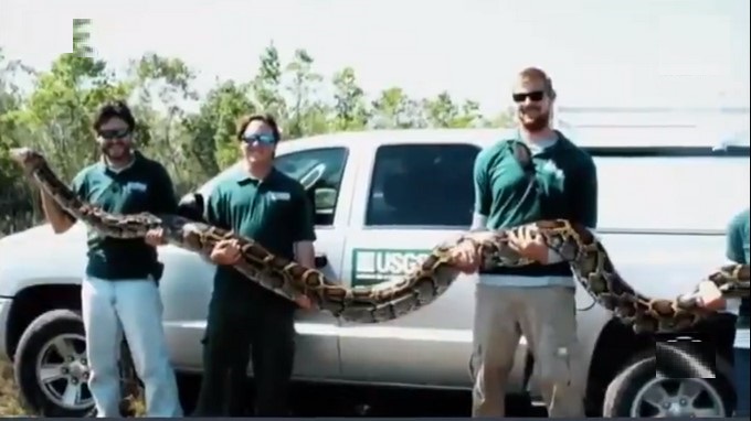VIDEO: ¿Serpiente gigante? Pesa 180 kilogramos y causa alboroto en Florida