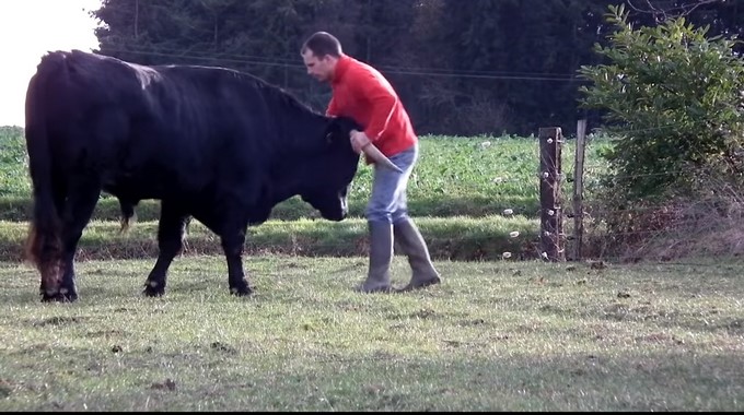 VIDEO: Un francés crió a un toro de corrida como su mascota