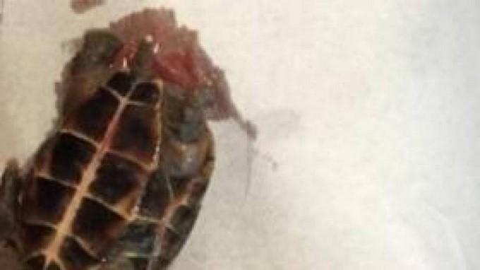 Mujer llegó a urgencias por dolor vaginal y le encontraron adentro una tortuga