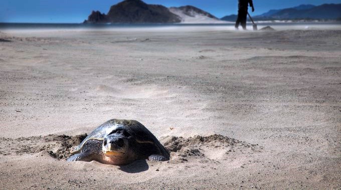 Población de tortugas marinas puede bajar por cambio climático, dicen expertos