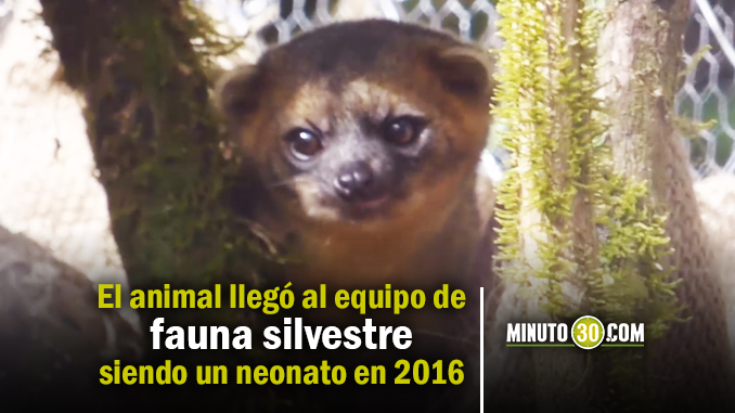 El Olinguito liberado en Jardín, Antioquia, será monitoreado para conocer más sobre su comportamiento