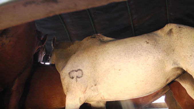 Caballos_incautados_2