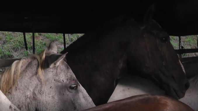 Caballos_incautados_3