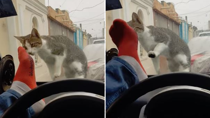Por-asustar-a-un-gato-rompió-el-parabrisas