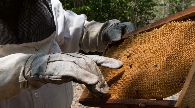 abejas polen Copiar