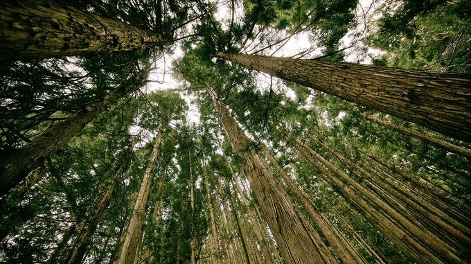 VIDEO: El bosque que ‘respira’ en Canadá