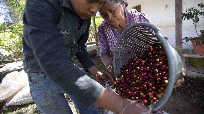 Caficultores del mundo piden responsabilidad a las empresas para superar la crisis 1 caficultores piden responsabilidad empresas superar crisis