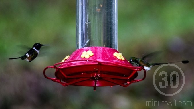 Colibríes en Jardín