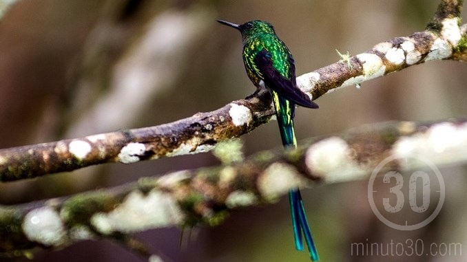 Colibríes en Jardín