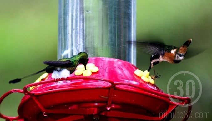 Colibríes en Jardín