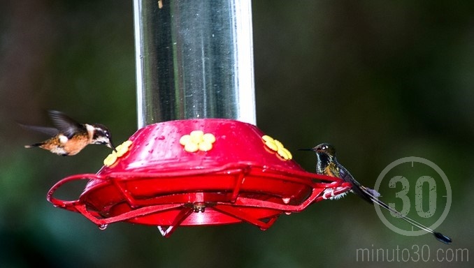 Colibríes en Jardín