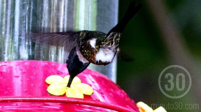 Colibríes en Jardín